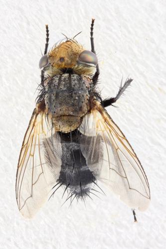 Gonia ornata